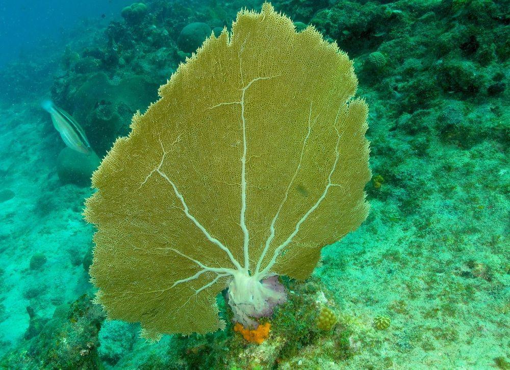Lagun Blou Dive And Beach Resort Esterno foto